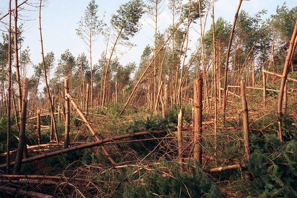 Les dégâts de la tempête Lothar du 26 décembre 1999 sur les pins sylvestres dans la forêt de Weitbruch près de Haguenau 