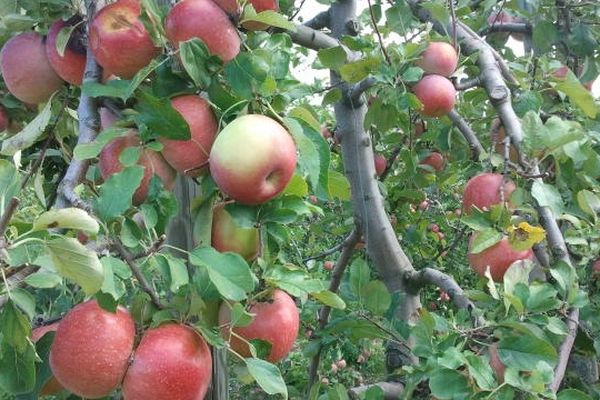 Puicherie (Aude) - la récolte des pommes en Minervois