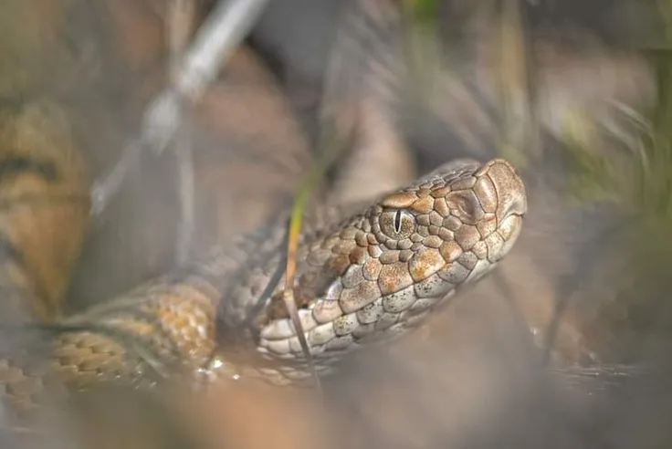 Un Serpent Dans Votre Jardin Ce Qu Il Faut Faire Et Ne Surtout Pas Faire