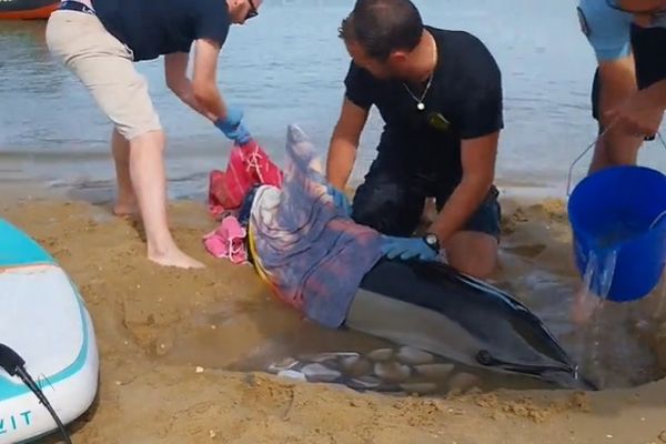 Un dauphin a été sauvé ce dimanche par les forces de l'ordre du bassin d'Arcachon.