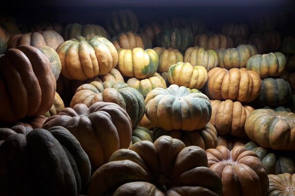 les terroirs d'Auriol et Aubagne sont réputés pour la culture des courges