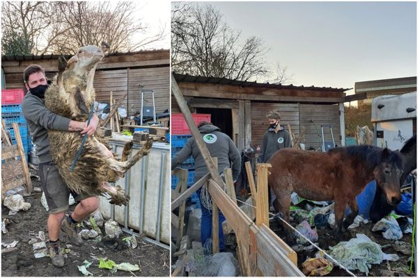 Les moutons vivants ont dû être portés par les bénévoles car ils ne pouvaient plus marcher.