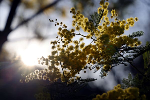 En février, les mimosas sont en fleur :  signe que le printemps approche.