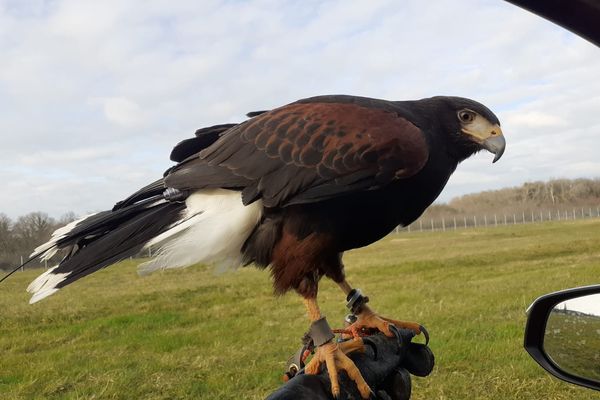 Une buse pour effrayer les oiseaux et les quelques mammifères qui rôdent sur les pistes de l'aéroport Nantes-Atlantique