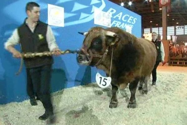 Une deuxième place prometteuse pour le jeune taureau lozérien applaudi au salon de l'agriculture.