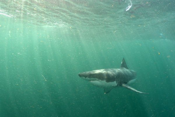 Le Grand requin blanc est souvent observé seul, sauf dans certaines parties du globe comme en Afrique du Sud ou en Nouvelle-Zélande où il chasse en groupe.