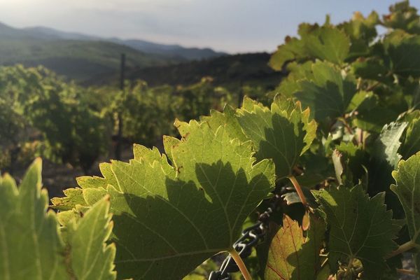 Des vignes dans le Languedoc, terre de vins par excellence -sept 2019 .