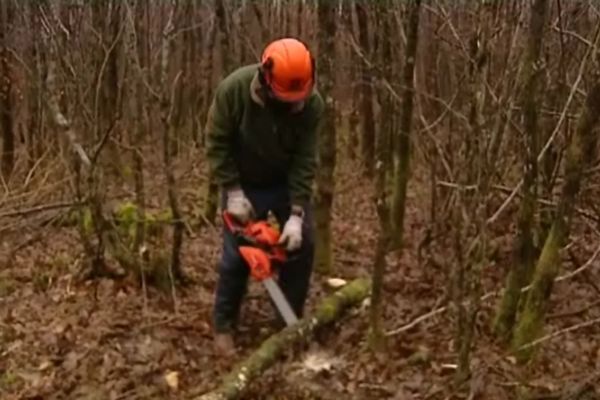 Les affouagistes participent à l'entretien de la forêt, et se fournissent en bois de chauffage à moindre coût