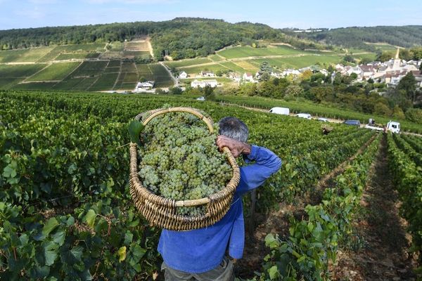 Des vendanges à Pernand-Vergelesses, en Côte-d'Or, le 5 septembre 2018.