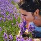 L'entreprise de plantes aromatiques et médicinales Florixir cultive de la lavande à Ham dans la Somme.