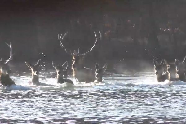 Une harde de cerfs et de biches traverse un étang de la forêt de Chaux (Jura)