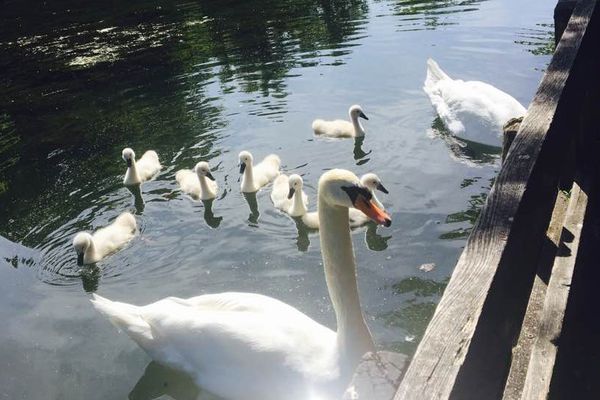 Famille de cygnes