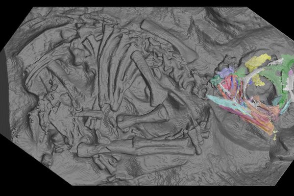 Vue d’intérieur de l’un des embryons de dinosaure Massospondylus carinatus grâce aux scans réalisés à l’ESRF, pour examiner les os du crâne.