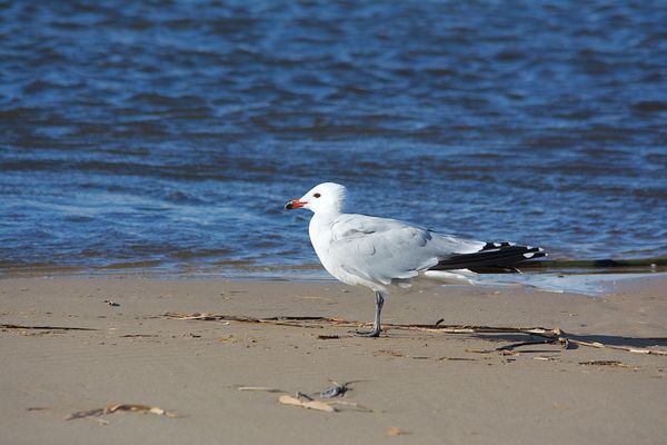 Plusieurs oiseaux ont commencé leur période de ponte des oeufs sur le littoral.