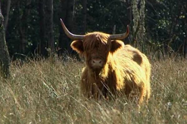 Les highland cattle sont des bovins rustiques capables de débroussailler un terrain dans un temps record à l'aide de leurs cornes imposantes