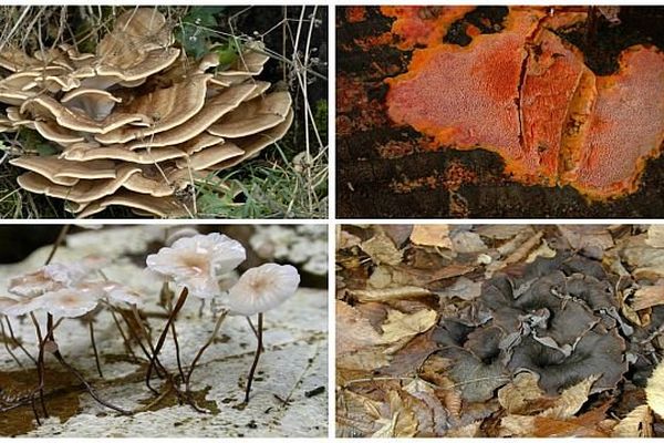 De nombreux champignons des bois et forêts sont utilisés dans le retraitement écologique des déchets, l'industrie pharmaceutique... 