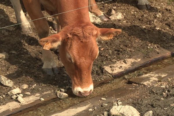 Une vache boit une cinquantaine de litres d'eau, jusqu'à 100 litres en période de fortes chaleurs. Le Bouchaud, Saint-Angel, 23 septembre 2022.