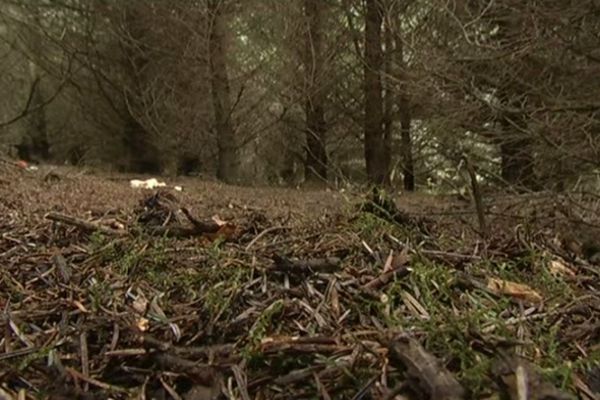 Sous-bois en Languedoc-Roussillon