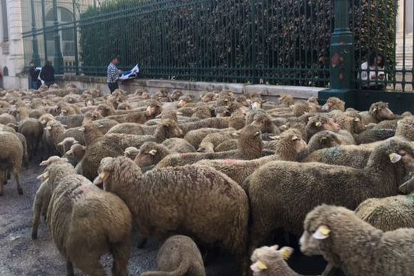 Près de 300 brebis étaient devant la Préfecture du Gard, elles ont été amenées par les éleveurs pour protester contre les attaques de loup - 6 décembre 2018