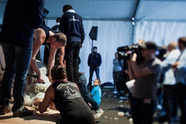 L'épreuve de tonte des Ovinpiades, au Sommet de l'élevage 2014 à Cournon d'Auvergne