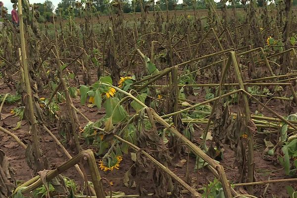 Les exploitants affirment que 2 500 hectares de cultures ont été ravagés.