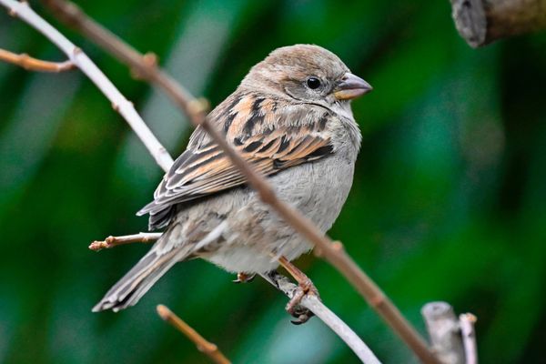 En France métropolitaine, selon l'UICN, 32% des oiseaux nicheurs sont menacés de disparition du territoire.