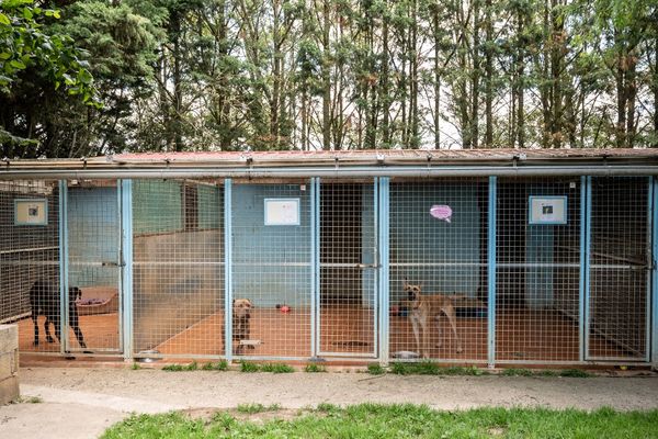 En Corse, l'an dernier, la SPA a comptabilisé 600 abandons d'animaux.