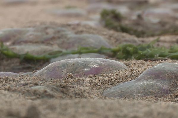 Des milliers de méduses très urtiquantes échouées sur une plage des Pyrénées-Orientales, lundi 28 octobre 2024.