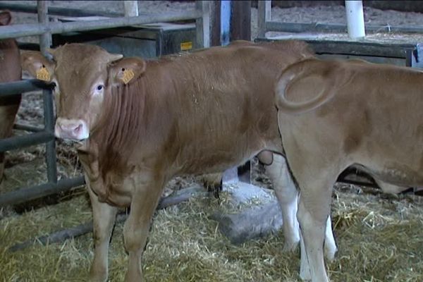 Au delà de 8 mois, un veau devient un jeune bovin