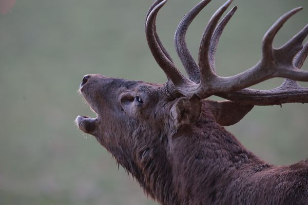 Un observatoire pour voir et entendre les cerfs est mis en place pour éviter les incursions interdites et dangereuses sur le camp militaire de la Courtine.