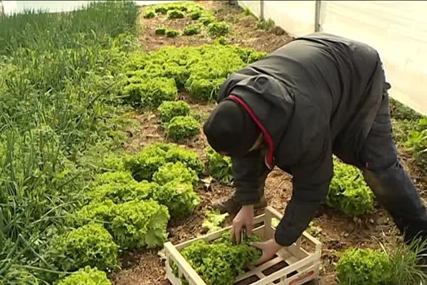 Agriculteur dans la  plaine du Var