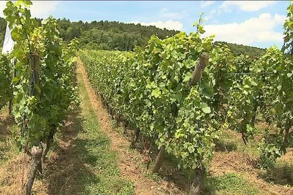 Réduire l'usage de produits phytosanitaires est l'objectif de nombreux viticulteurs dans notre région