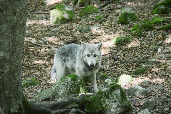 La présence du loup confirmée en Gironde inquiète les éleveurs.