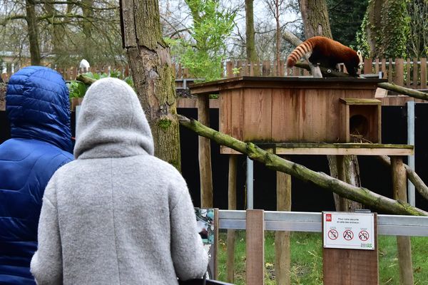 Les non-Lillois devront payer l'an prochain pour voir les pandas roux du Zoo de Lille.