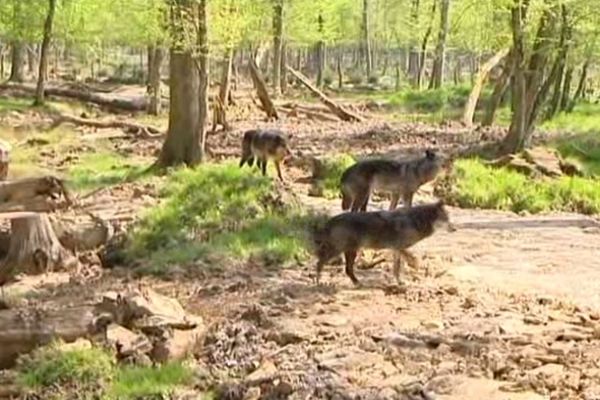 Les loups noirs TIMBERWOLF sont arrivés lundi 6 mai 2013 au Parc Animalier de Sainte-Croix.