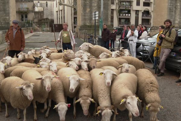 Des brebis ont été lâchées ce 1er février sur l'esplanade du Peyrou à Montpellier.