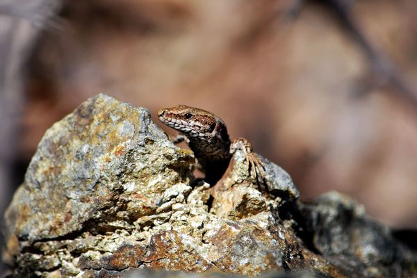 Le lézard des murailles que l'on appelle aussi rapiette en Limousin, une espèce courante qui mérite cependant d'être recensée