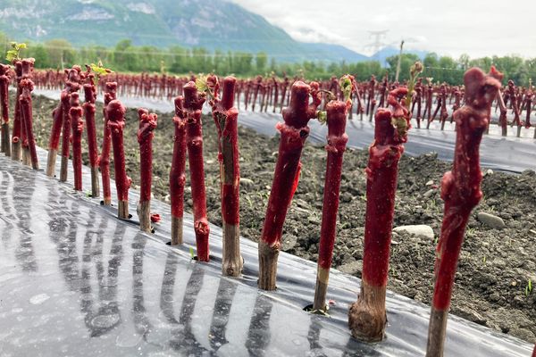 Les pieds de vignes sont plantés courant mai, pour être ramassés à l'automne.