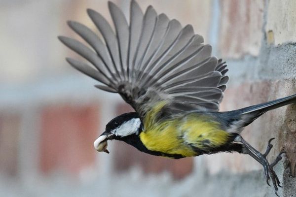 Mésange à tête noire