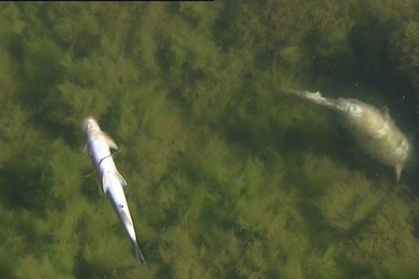 Des poissons morts : une image malheureusement trop fréquente