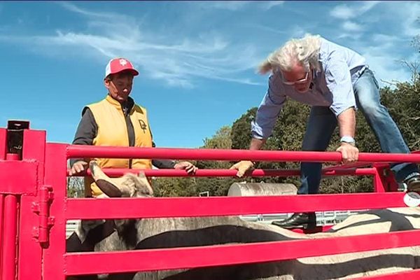 Philippe marin est ostéopathe animalier. Il soulage les taureaux de compétition mis à rude épreuve par les rodéos.