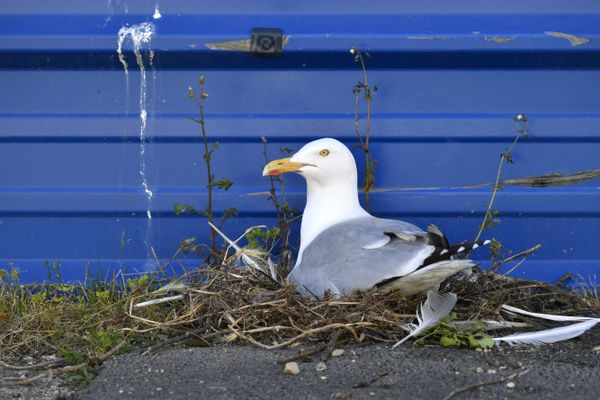 Un goéland observé à Lorient, rue de la Perrière et qui a installé son nid sur le trottoir, contre une barrière de chantier