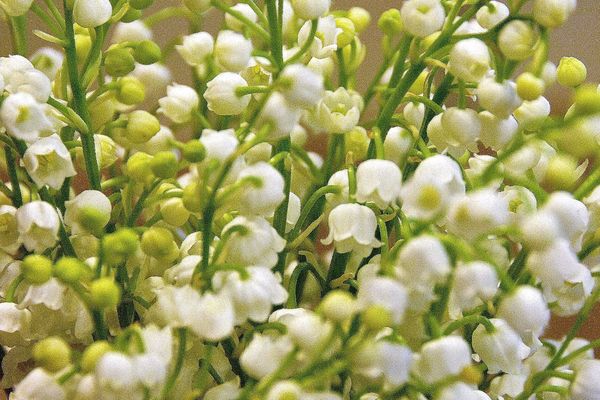 Les fleuristes haut-rhinois disent non à la vente à la sauvette de muguet.