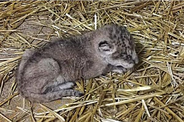 Citadelle De Besancon Le Bebe Lion D Asie Est Mort