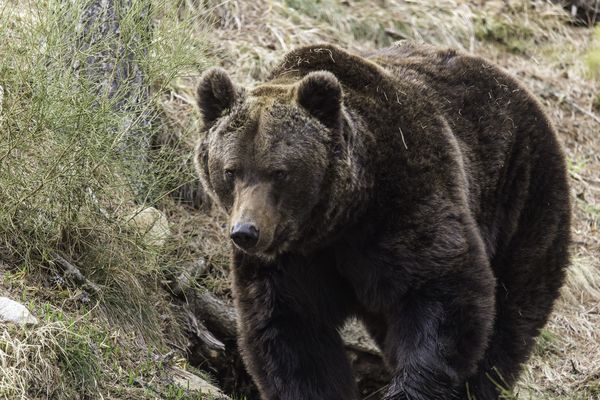 Au port d'Aula, l'ours a tué 18 brebis. 