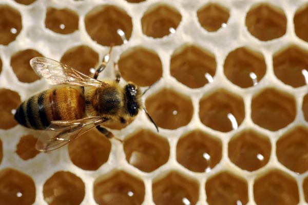Du miel et des abeilles. Cet apiculteur de Haute-Saône a été cambriolé, l'intérieur de plusieurs ruches a été volé.