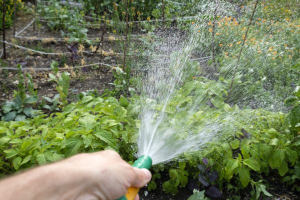 L'arrosage des jardins et potagers est interdit entre 10h et 19h.