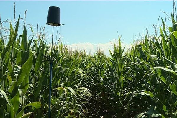 L'une des sondes qui permettent aux ma¨siculteurs de faire des économies d'eau