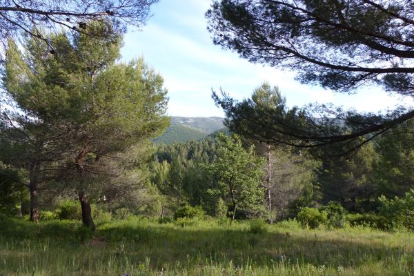 C'est cette parcelle que France Nature Environnement Bouches-du-Rhône et l'Association de protection des collines peypinoises disent vouloir protéger de l'urbanisation.