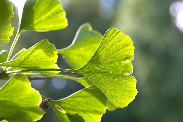 Gros plan d'une feuille de Ginko Biloba